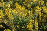 06-07-2009 : Tenerife, Jour 05, la Ladera de Güimar, Mirador Don Martin, Corona Forestal