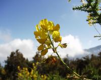 06-10-2001 : Tenerife, Jour 01, El Portillo JB, las Cañadas