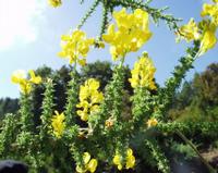 06-10-2001 : Tenerife, Jour 01, El Portillo JB, las Cañadas