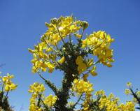 06-10-2001 : Tenerife, Jour 01, El Portillo JB, las Cañadas