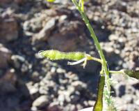 06-10-2001 : Tenerife, Jour 01, El Portillo JB, las Cañadas