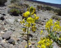 06-11-2001 : Tenerife, Jour 02, Montaña roja, déjeuner versant Sud, la Caldera du Teide