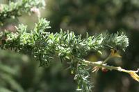 05-27-2009 : La Palma, Jour 05, Roque de los muchachos, Caldera de Taburiente, Observatoires, El Time