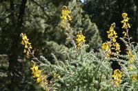 05-27-2009 : La Palma, Jour 05, Roque de los muchachos, Caldera de Taburiente, Observatoires, El Time