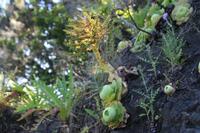 05-30-2009 : La Gomera, Jour 01, avant le tunnel, Parque de Garajonay, El Bailadero, Los Roques