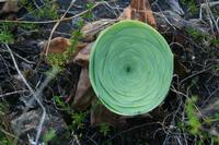 05-30-2009 : La Gomera, Jour 01, avant le tunnel, Parque de Garajonay, El Bailadero, Los Roques