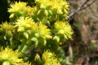 05-30-2009 : La Gomera, Jour 01, avant le tunnel, Parque de Garajonay, El Bailadero, Los Roques