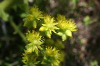 05-30-2009 : La Gomera, Jour 01, avant le tunnel, Parque de Garajonay, El Bailadero, Los Roques