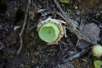 05-30-2009 : La Gomera, Jour 01, avant le tunnel, Parque de Garajonay, El Bailadero, Los Roques