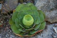 05-30-2009 : La Gomera, Jour 01, avant le tunnel, Parque de Garajonay, El Bailadero, Los Roques