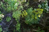05-30-2009 : La Gomera, Jour 01, avant le tunnel, Parque de Garajonay, El Bailadero, Los Roques