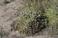 06-02-2009 : La Gomera, Jour 04, Hermigua, Vallehermoso, Las Rosas
