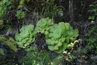 05-30-2009 : La Gomera, Jour 01, avant le tunnel, Parque de Garajonay, El Bailadero, Los Roques