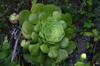 05-30-2009 : La Gomera, Jour 01, avant le tunnel, Parque de Garajonay, El Bailadero, Los Roques