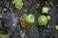 05-30-2009 : La Gomera, Jour 01, avant le tunnel, Parque de Garajonay, El Bailadero, Los Roques