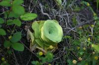 05-30-2009 : La Gomera, Jour 01, avant le tunnel, Parque de Garajonay, El Bailadero, Los Roques
