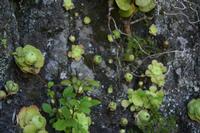 05-30-2009 : La Gomera, Jour 01, avant le tunnel, Parque de Garajonay, El Bailadero, Los Roques