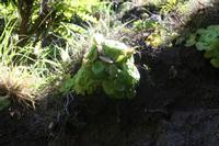 05-30-2009 : La Gomera, Jour 01, avant le tunnel, Parque de Garajonay, El Bailadero, Los Roques