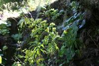 05-30-2009 : La Gomera, Jour 01, avant le tunnel, Parque de Garajonay, El Bailadero, Los Roques