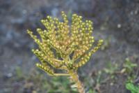 05-30-2009 : La Gomera, Jour 01, avant le tunnel, Parque de Garajonay, El Bailadero, Los Roques