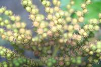 05-30-2009 : La Gomera, Jour 01, avant le tunnel, Parque de Garajonay, El Bailadero, Los Roques