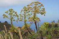 06-05-2009 : Tenerife, Jour 03, El Buen Paso, Mirador de Lomo Molino, Mirador de la Monja