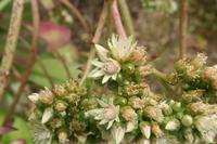 06-05-2009 : Tenerife, Jour 03, El Buen Paso, Mirador de Lomo Molino, Mirador de la Monja