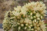 06-05-2009 : Tenerife, Jour 03, El Buen Paso, Mirador de Lomo Molino, Mirador de la Monja