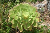 06-05-2009 : Tenerife, Jour 03, El Buen Paso, Mirador de Lomo Molino, Mirador de la Monja