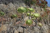 06-05-2009 : Tenerife, Jour 03, El Buen Paso, Mirador de Lomo Molino, Mirador de la Monja