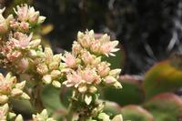 06-05-2009 : Tenerife, Jour 03, El Buen Paso, Mirador de Lomo Molino, Mirador de la Monja