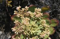 06-05-2009 : Tenerife, Jour 03, El Buen Paso, Mirador de Lomo Molino, Mirador de la Monja