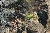 06-05-2009 : Tenerife, Jour 03, El Buen Paso, Mirador de Lomo Molino, Mirador de la Monja