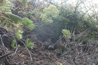 06-05-2009 : Tenerife, Jour 03, El Buen Paso, Mirador de Lomo Molino, Mirador de la Monja