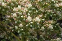 06-05-2009 : Tenerife, Jour 03, El Buen Paso, Mirador de Lomo Molino, Mirador de la Monja