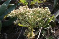 06-05-2009 : Tenerife, Jour 03, El Buen Paso, Mirador de Lomo Molino, Mirador de la Monja