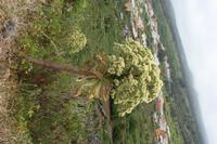 06-05-2009 : Tenerife, Jour 03, El Buen Paso, Mirador de Lomo Molino, Mirador de la Monja