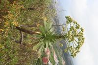 06-05-2009 : Tenerife, Jour 03, El Buen Paso, Mirador de Lomo Molino, Mirador de la Monja