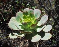 06-12-2001 : Tenerife, Jour 03, Barranco del infernio près d'Adeje