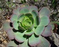 06-12-2001 : Tenerife, Jour 03, Barranco del infernio près d'Adeje