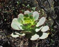 06-12-2001 : Tenerife, Jour 03, Barranco del infernio près d'Adeje