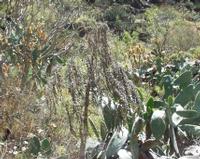 06-12-2001 : Tenerife, Jour 03, Barranco del infernio près d'Adeje