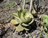 06-14-2001 : Tenerife, Jour 05, Barranco de Masca, plaine côtière NO
