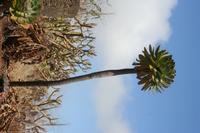 05-29-2009 : La Palma, Jour 07, Barlovento, Fuente de los Poleos
