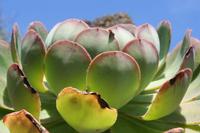 05-29-2009 : La Palma, Jour 07, Barlovento, Fuente de los Poleos