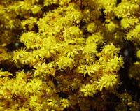 06-10-2001 : Tenerife, Jour 01, El Portillo JB, las Cañadas