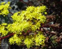 06-10-2001 : Tenerife, Jour 01, El Portillo JB, las Cañadas