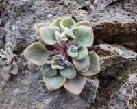 06-11-2001 : Tenerife, Jour 02, Montaña roja, déjeuner versant Sud, la Caldera du Teide