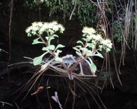 06-11-2001 : Tenerife, Jour 02, Montaña roja, déjeuner versant Sud, la Caldera du Teide