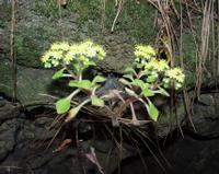 06-11-2001 : Tenerife, Jour 02, Montaña roja, déjeuner versant Sud, la Caldera du Teide